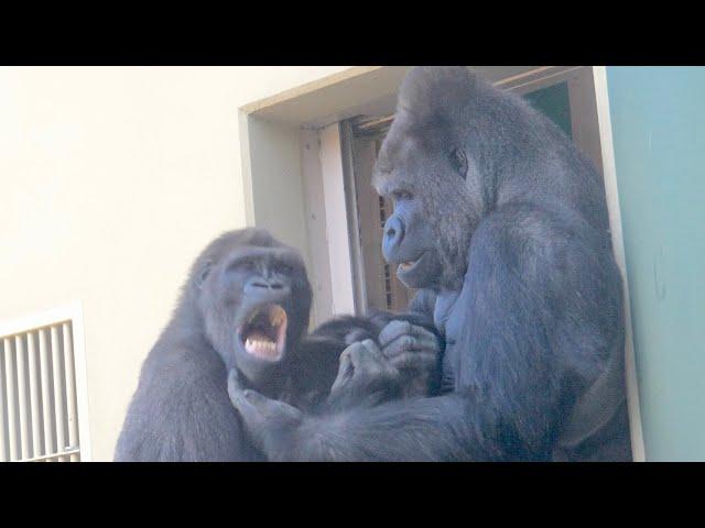 An emotional moment! Gorilla father and son reconciled after a fight. / Shabani Group