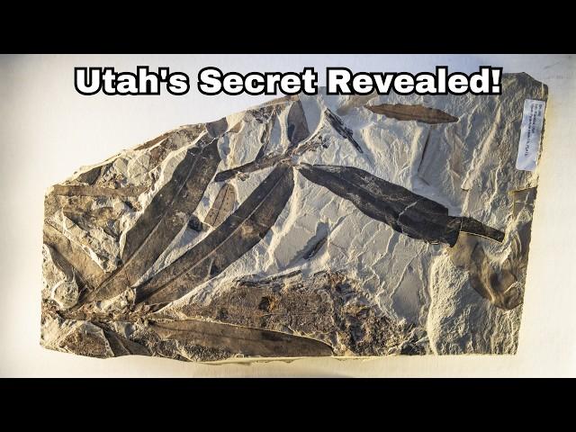 Alien Plant Fossil Discovered in Utah: A Glimpse into Ancient Biodiversity