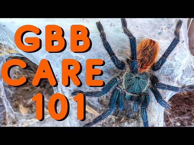 Green Bottle Blue Tarantula Care | Good tarantulas for beginners? The Chromatopelma cyaneopubescens