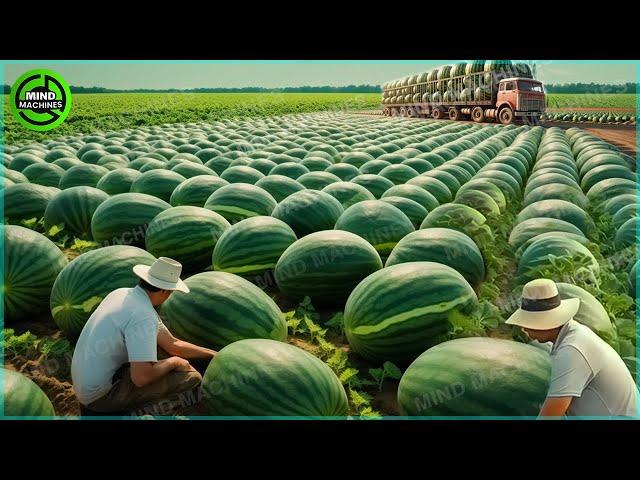 The Most Modern Agriculture Machines That Are At Another Level, How To Harvest Watermelons In Farm▶3