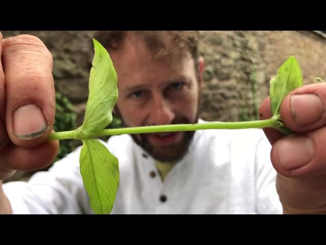 Wild Food UK, Back to Basics Part 4