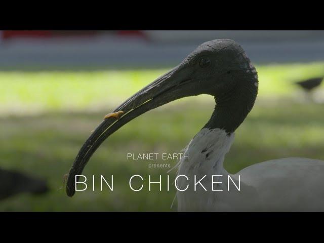 Planet Earth : Bin Chicken (4K)