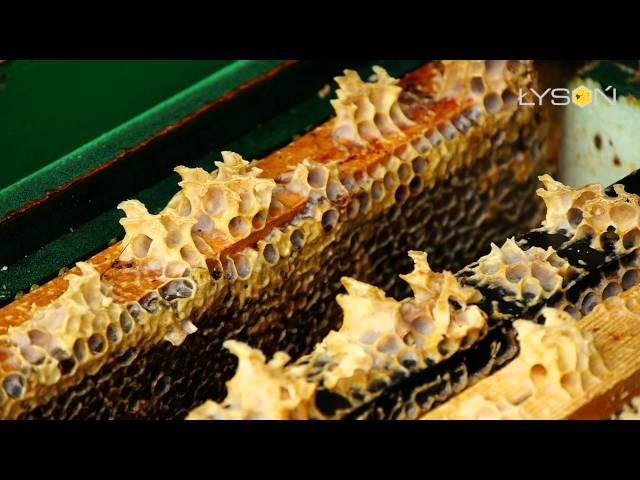 Warroza ( Varroa destructor ) 2016  - LYSON TV