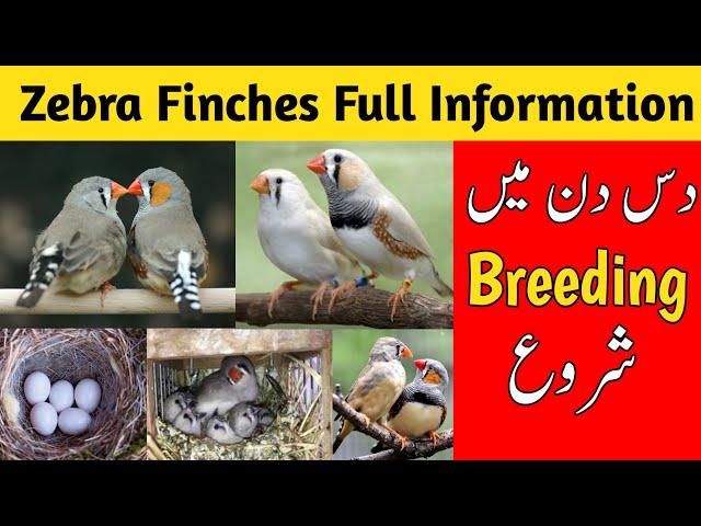 Zebra finch breeding tips | zebra finches complete information | zebra finches care and breeding