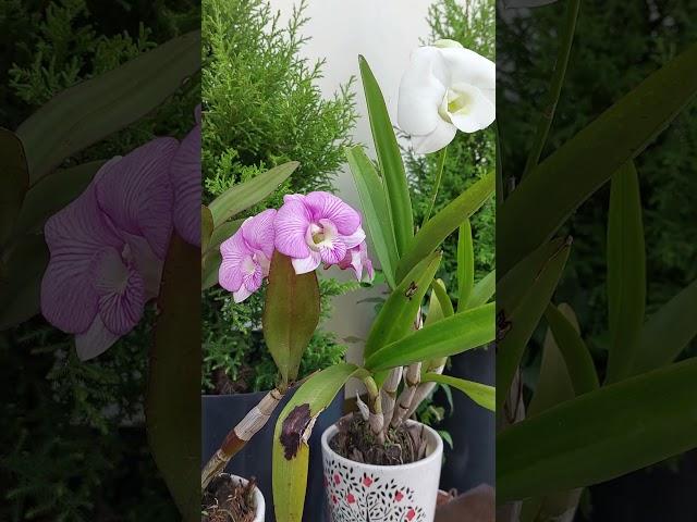 Care of Orchid flower. #flowers #garden #shorts #yt #nature #gratitude #