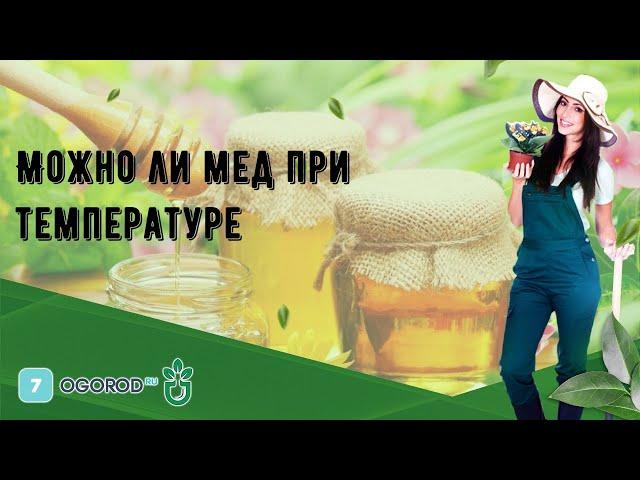 Можно ли мед при температуре