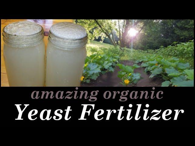 Yeast Fertilizer, an Organic Plant Grower!