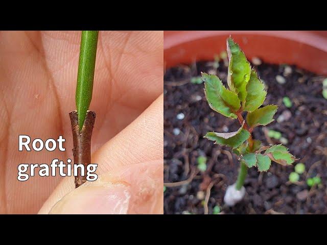 How to graft rose twig  with the root | 如何在用樹根嫁接月季