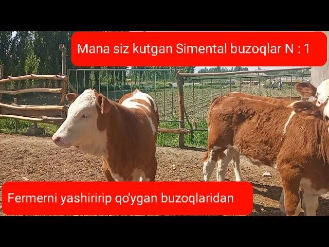 Simental buzoqlar sotiladi Fermadan ️ 91 344 88 07 ️