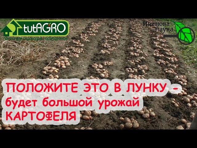 ПРИГОТОВЬТЕСЬ К БОЛЬШОМУ УРОЖАЮ! Что положить в лунку при посадке картофеля?