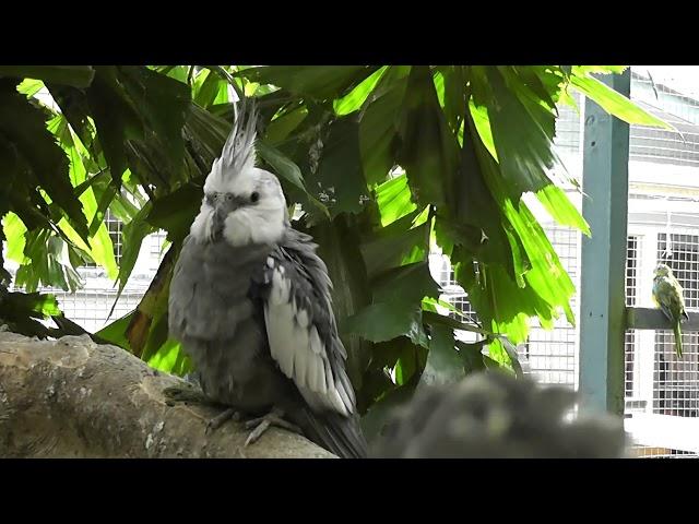 A Year in my Aviary 2017 | Cockatiels Galore | Mixed Aviary