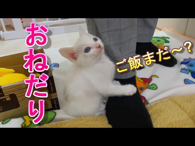 ママの足にしがみついてご飯をおねだりする生後41日目の子猫【保護猫】