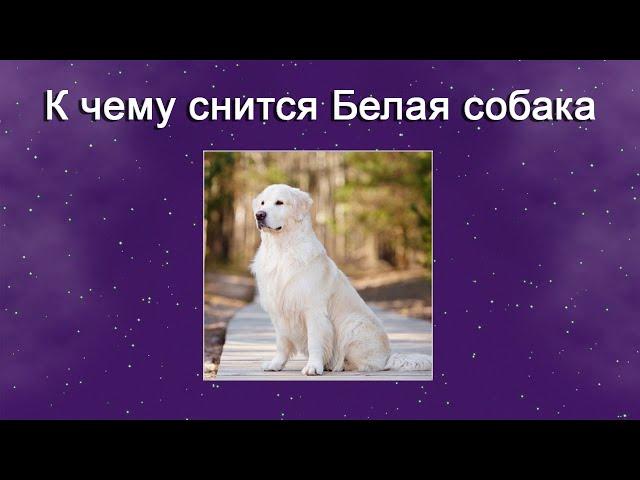 К чему снится Белая собака – толкование сна по Соннику