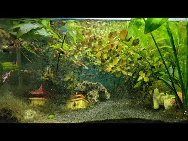 planted tank ecosystem 