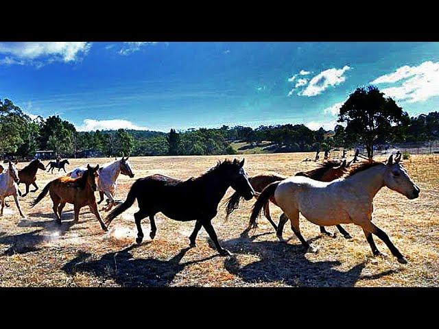 THE BRUMBIES OF THE TINDERRY RANGE •  AN AUSTRALIAN STORY