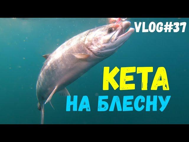 СУПЕР РЫБАЛКА | Кета в МОРЕ