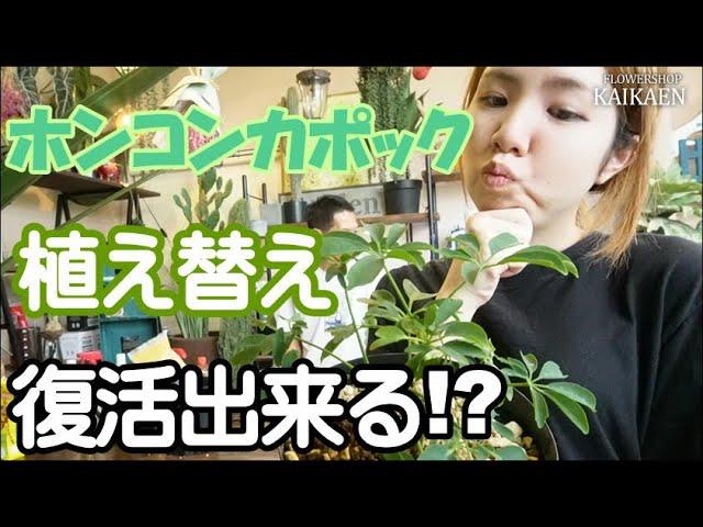 ホンコンカポック　植え替え　枯れてる　再生方法　水やり方法 　観葉植物【おうちでガーデニング】開花園チャンネル