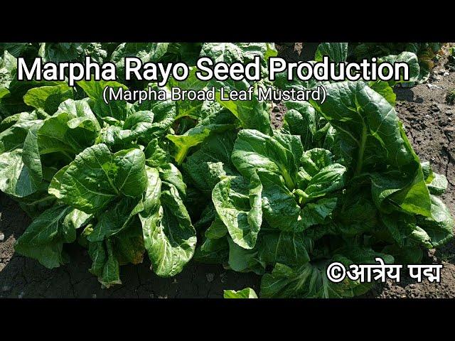 Seed Production of Broad Leaf Mustard/Marpha Rayo