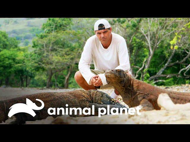 Dragão-de-komodo caça perto da praia  | Wild Frank | Animal Planet Brasil