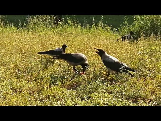 Crow dad Hog steals the bone from his too loud baby /Ворона отец отбирает косточку у громкого птенца