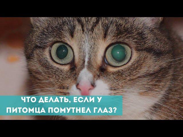 Что делать, если у питомца помутнел глаз?