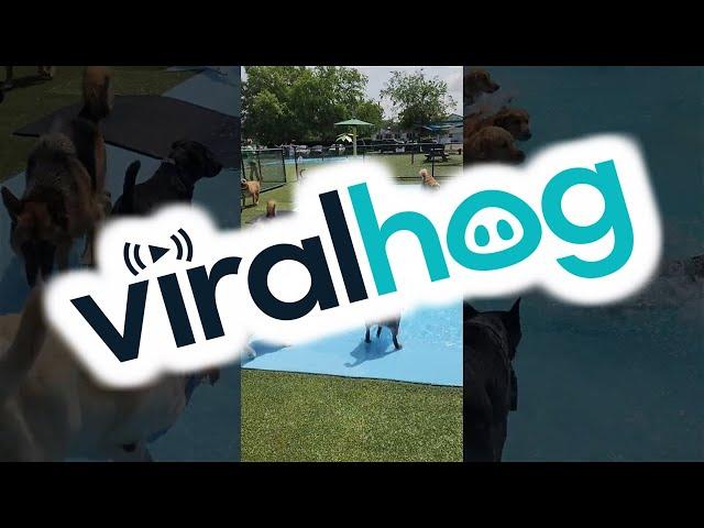 Pool Day for the Pups || ViralHog