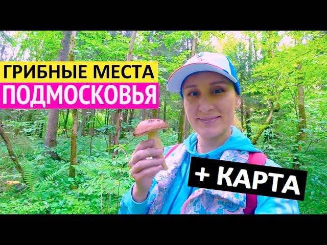 Рассекречиваю грибные места Подмосковья! Смотрите, какие грибы и ягоды собрали в Московской области