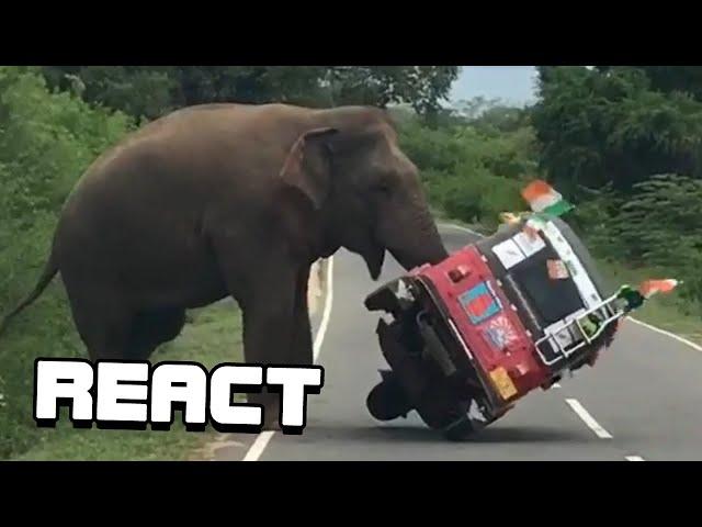 React: Damn Nature You Scary | Funny Scary Animal Encounters