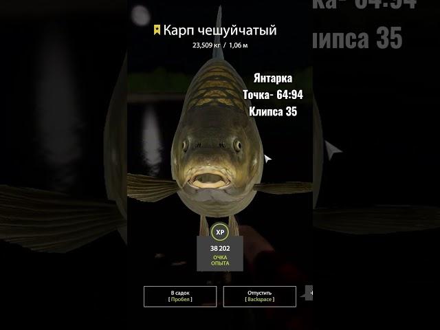 #рр4 #fishing #рр4янтарное #рр4фарм #рыбалка