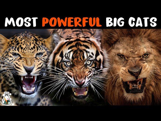 10 Most Powerful Wild Cats on Earth