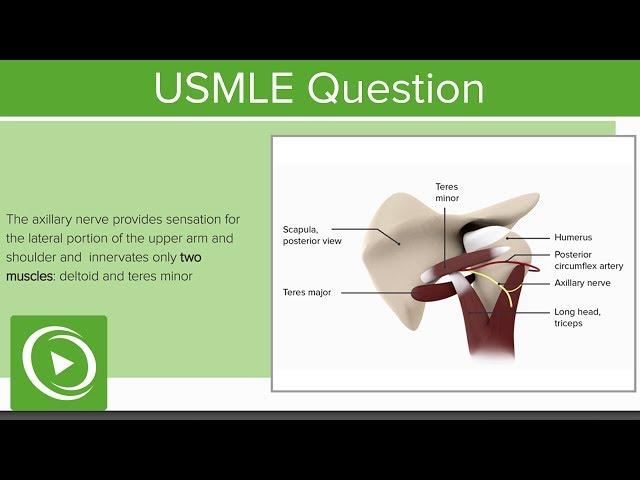 USMLE Step 1 Anatomy Question 1: Walkthrough | Lecturio