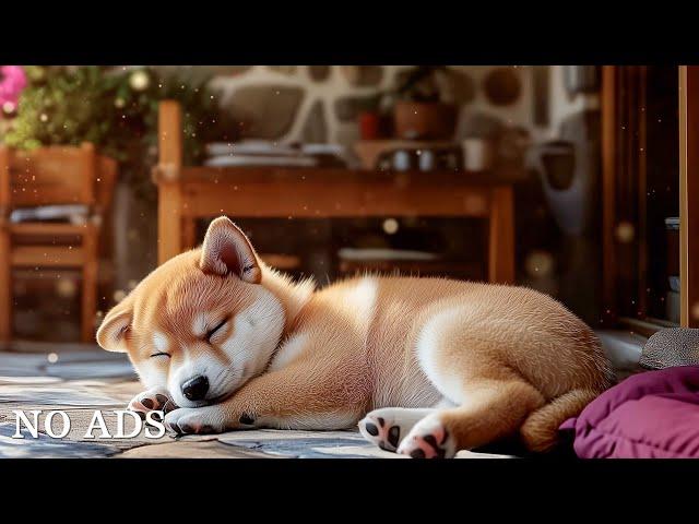 Dog musicMusic that soothes your mind Separation anxiety therapy music that calms your dog