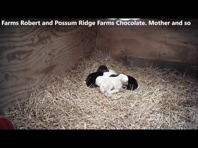 Baby Goat Nursery from Possum Ridge Farms