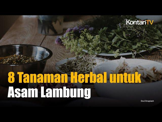 8 Tanaman Herbal Ini Mampu Membuat Asam Lambung Tinggi Kembali Jinak