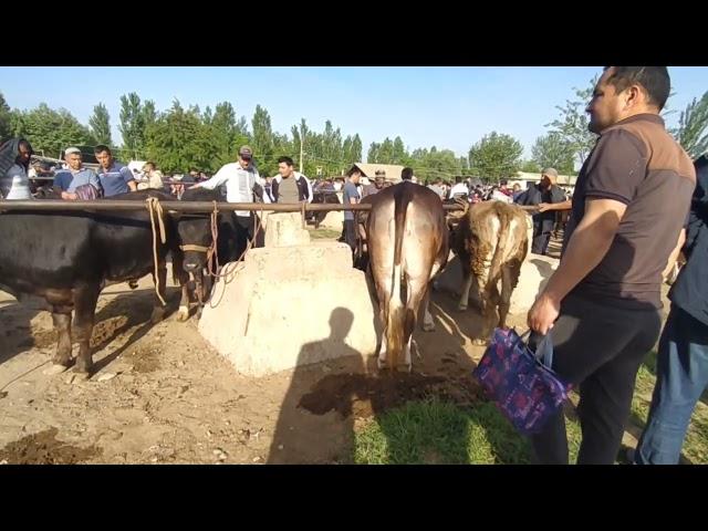 МАРХАМАТ МОЛ БОЗОРИ ЯНГИ НАРХЛАРИ ЯОШ ГУНАЖИНЛАР НАРХЛАРИ ВА ЯОШ КУЧАТЛАР НАРХЛАРИ БУГУНГИ БОЗОР