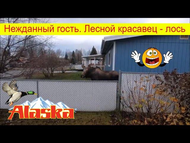 Нежданный гость. Лесной красавец - лось. Анкоридж, Аляска