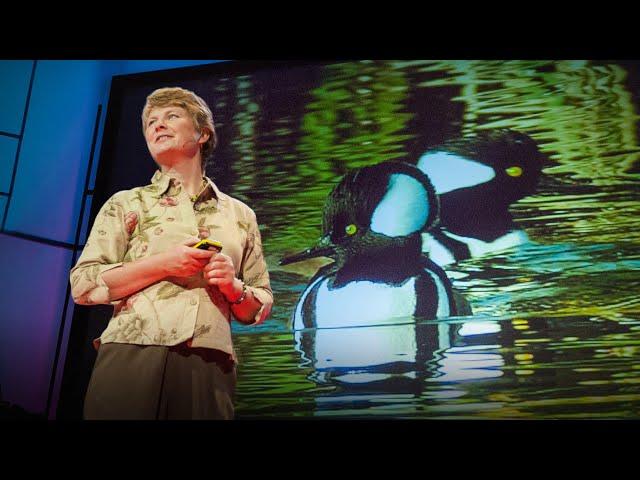 Biomimicry in action | Janine Benyus