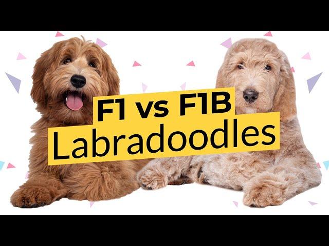 F1 vs. F1B Labradoodles - What's The Difference?  2022 