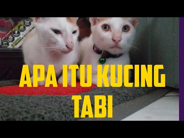 Apa itu kucing Tabi??? ini penjelasanya !!!!