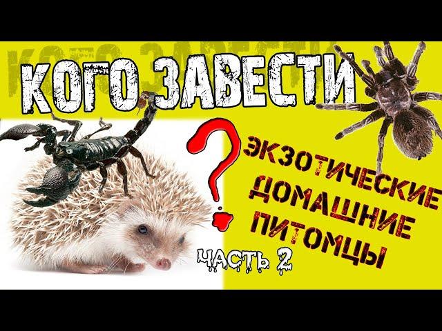 Кого завести? (часть 2) Птицеед, Ёж, Скорпион, ( ЭКЗОТИЧЕСКИЕ ПИТОМЦЫ )