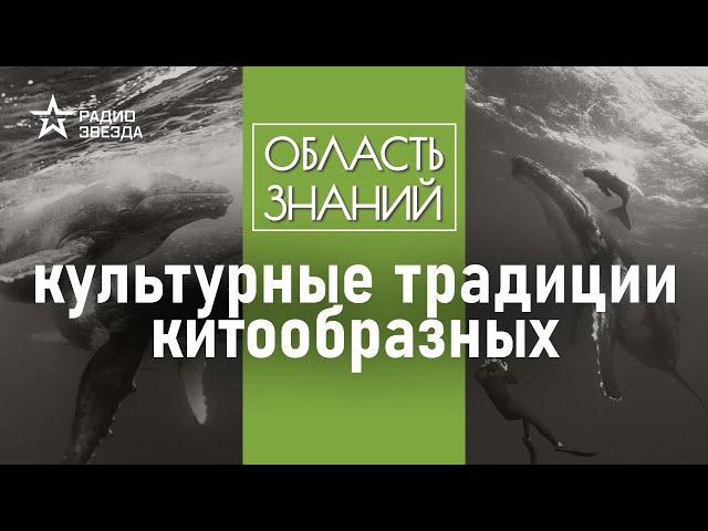 Когда поёт горбатый кит? Лекция морского биолога Татьяны Ивкович