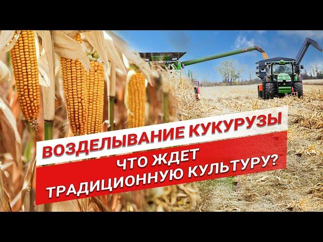 Перспективы выращивания кукурузы? | Кукуруза на силос и на зерно | Семена кукурузы