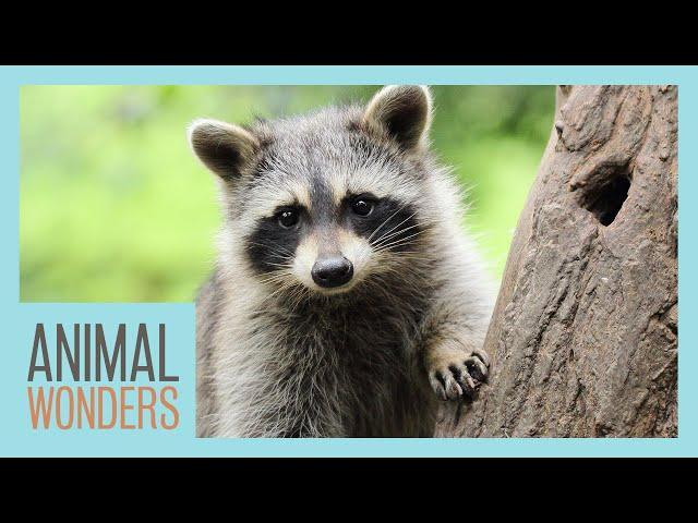 Raccoons: Cute or Deadly?