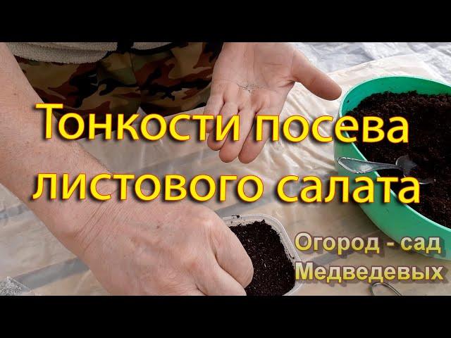 Тонкости посева листового салата