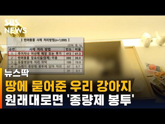 땅에 묻어준 우리 강아지, 원래대로면 '종량제 봉투' / SBS / 뉴스딱