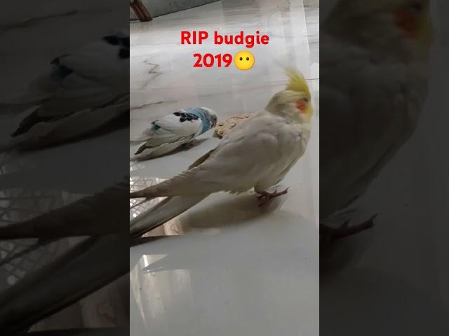 Old Friend of My cockatiel@CrookPets #shorts #birds #budgies #cockatiel