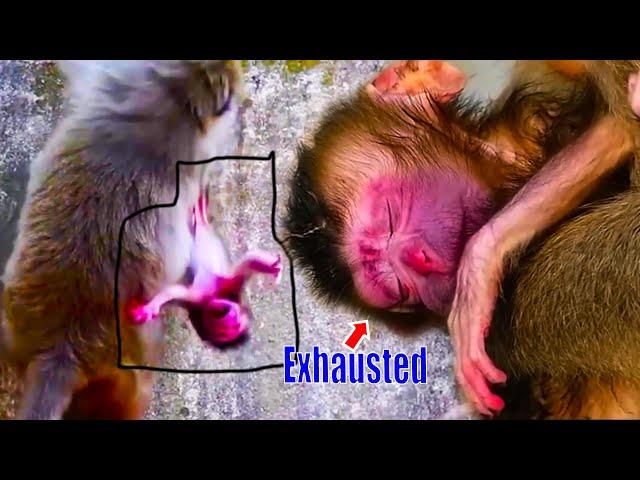 Newborn baby monkey was-born-unhealthy, Mom-was-exhausted-after-giving-birth, unable-to-care-of-baby