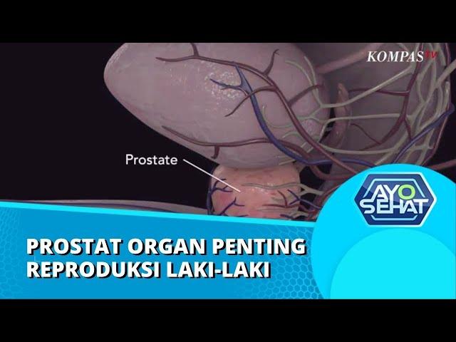 Prostat Organ Penting Dalam Sistem Reproduksi Laki-Laki, Harus Dijaga Sampai Hari Tua | AYO SEHAT