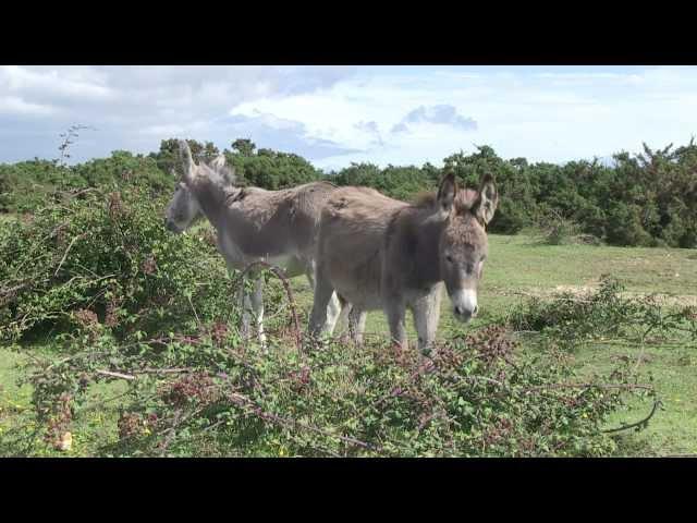 Discover the New Forest National Park