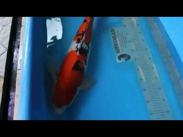 Video Ikan Koishi A17